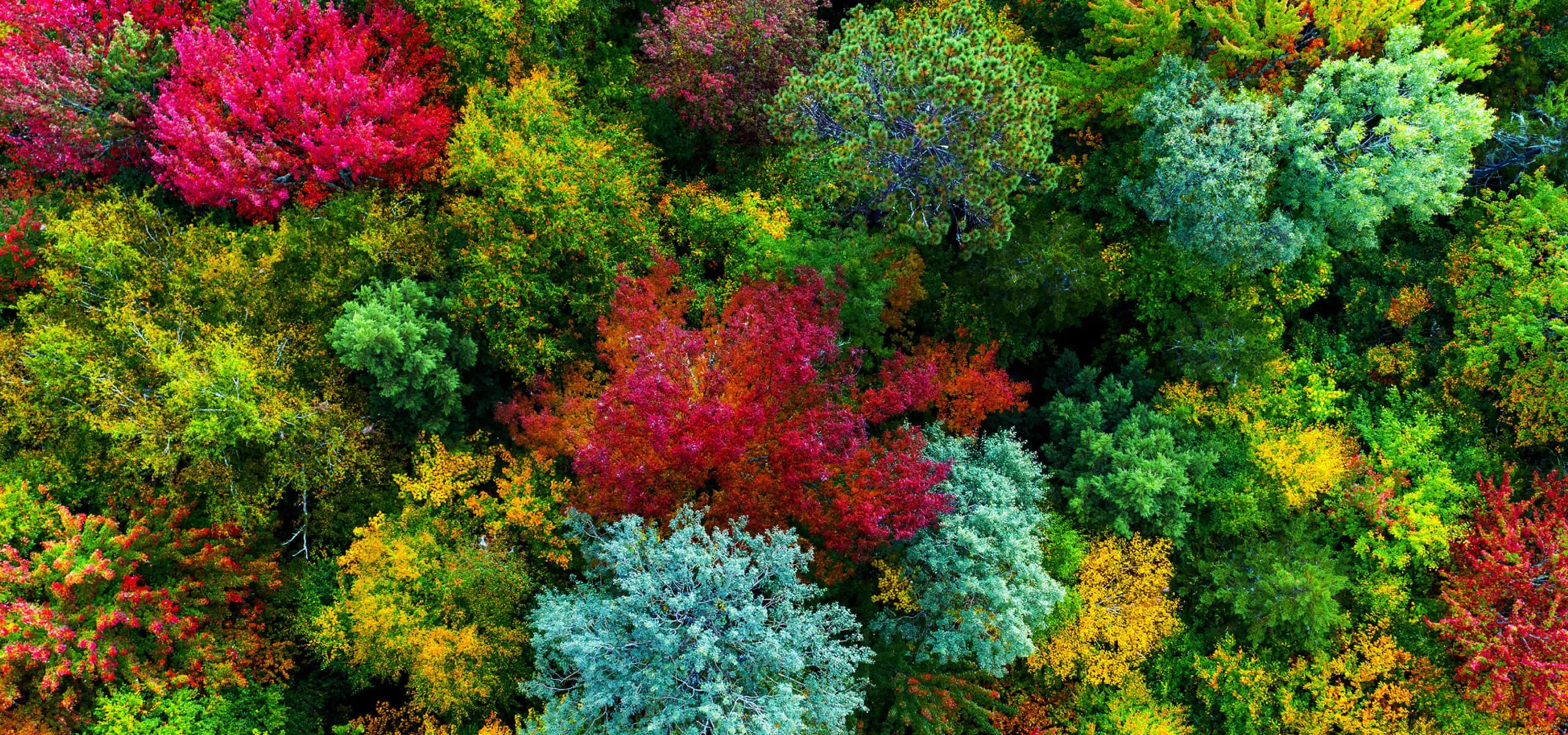 بروجكتر بنكيو W2720i بروجكتر بنكيو W2720i